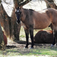 Normas para tenencia de caballos
