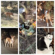 Tenencia de mascotas